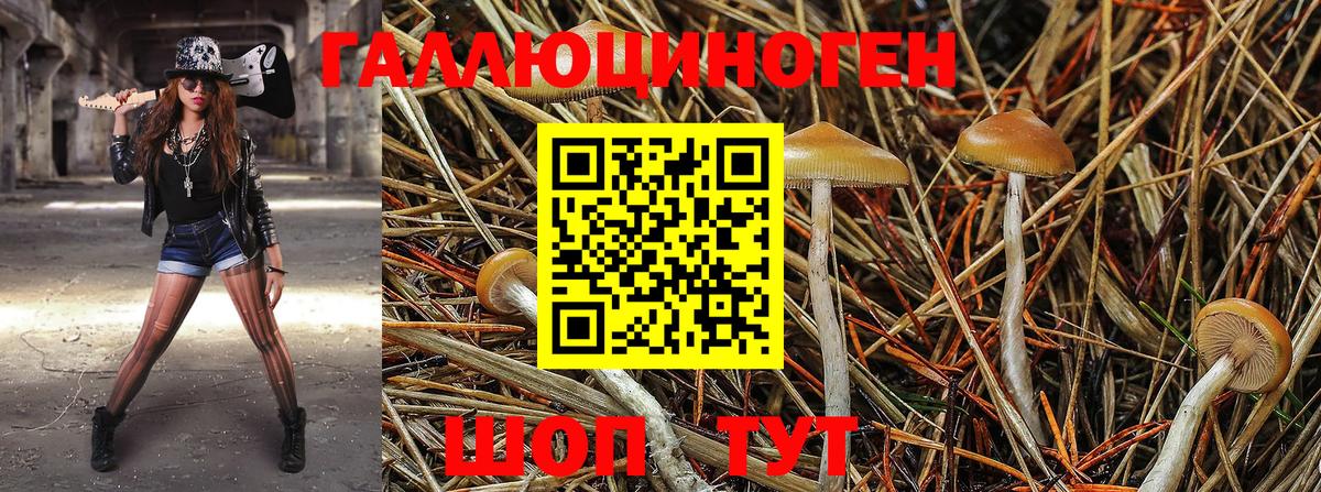 Псилоцибиновые грибы GOLDEN TEACHER  Галлюциногенные грибы GOLDEN TEACHER  Вход с VPN  закладка  Гурьевск 